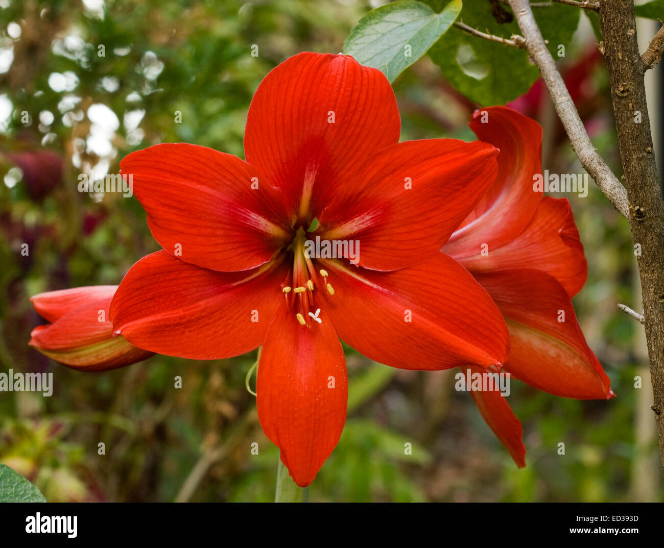 Large vivid red flower and bud of Hippeastrum cultivar 'Pamela' against ...