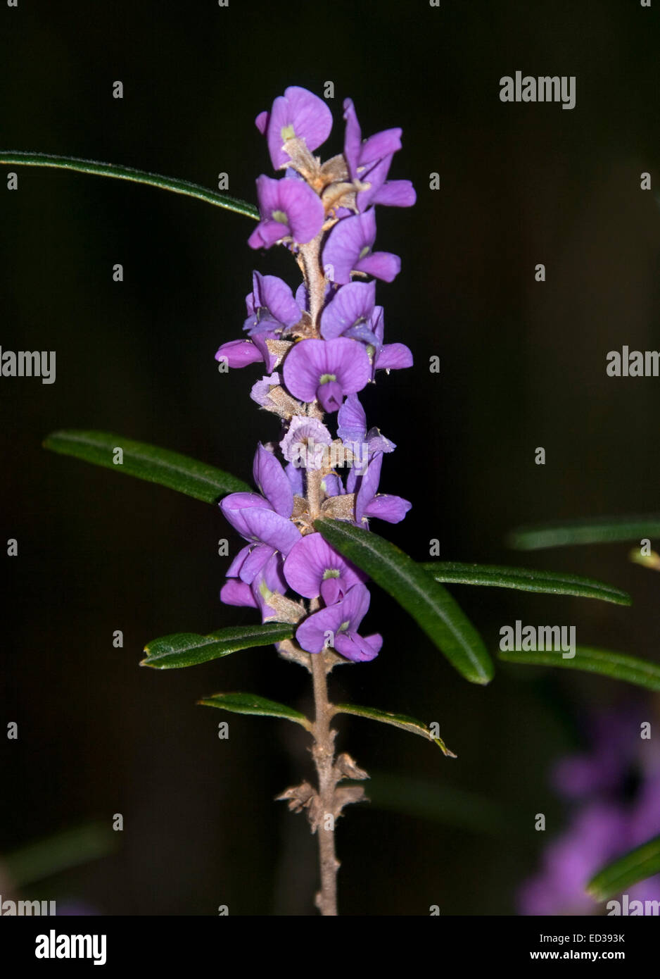 Vivid purple flowers & dark green leaves of Hovea longifolia, Purple Pea, Australia wildflowers against dark background Stock Photo