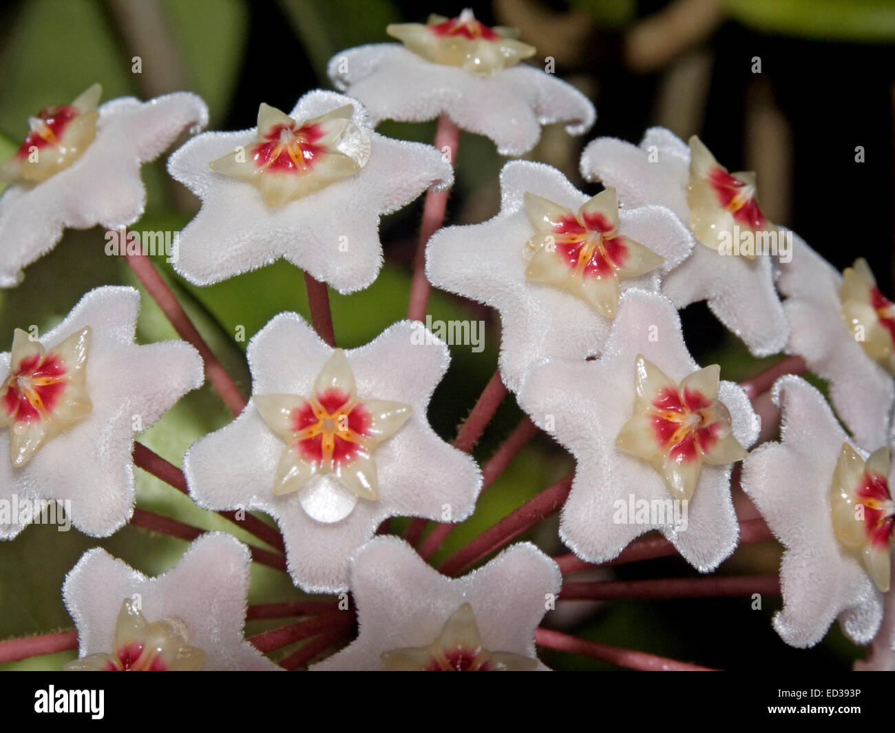 Close-up of cluster of pale pink / white flowers with vivid red centres of Hoya carnosa, wax plant, an Australian native vine Stock Photo