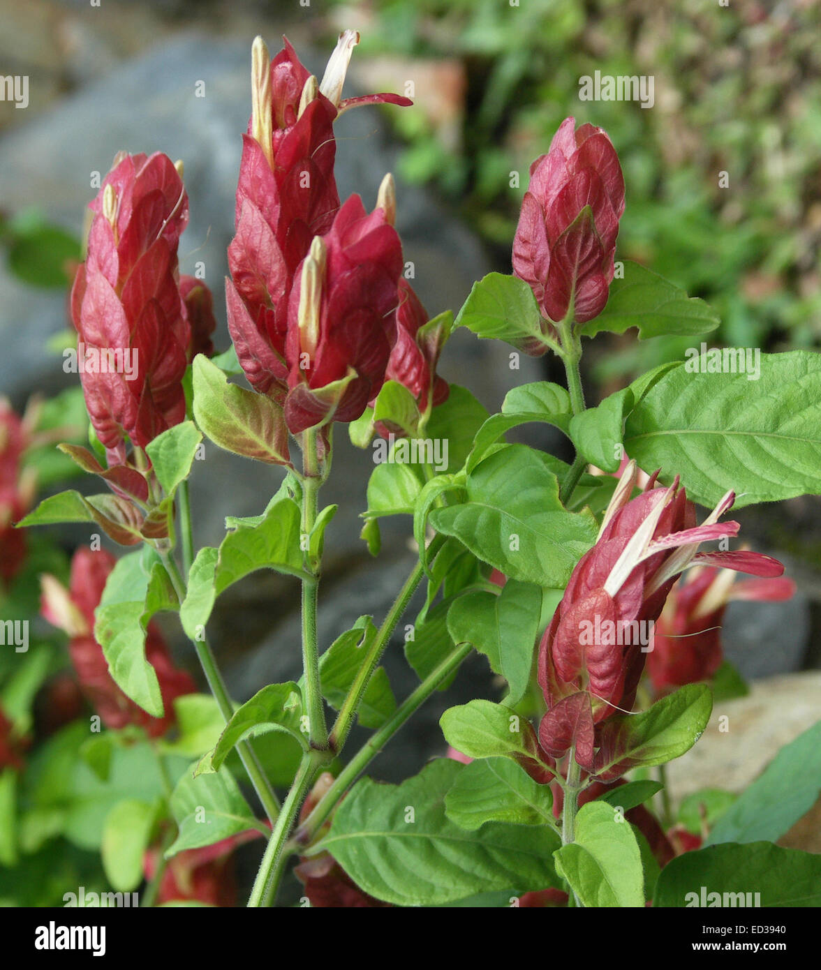 Cluster of bright red bracts, white flowers & emerald leaves of Mexican Shrimp Plant, Justicia brandegeeana / Beloperone guttata Stock Photo