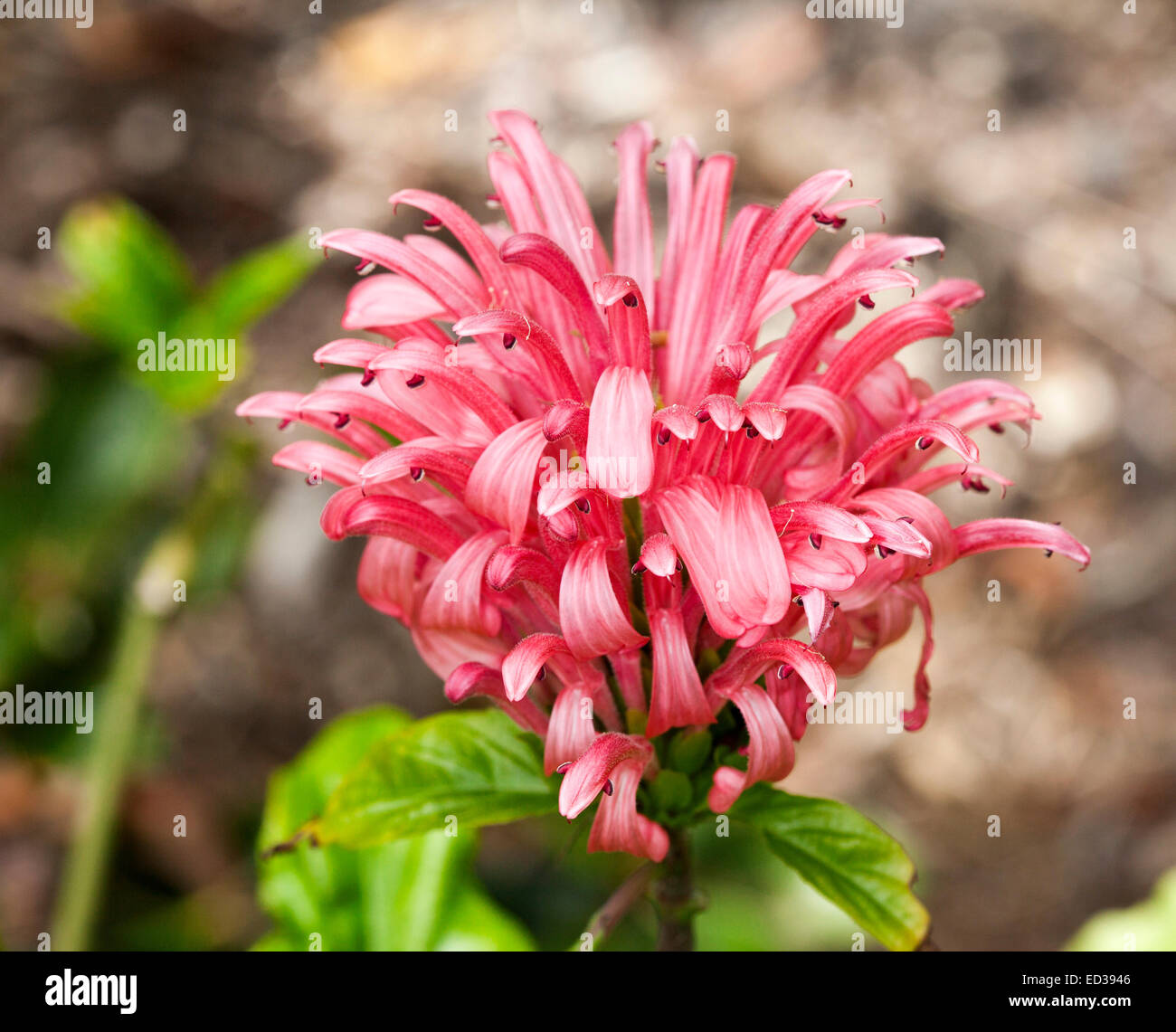 Large cluster of vivid pink flowers of Justicia carnea, Brazilian plume flower, with emerald leaves, on light brown background Stock Photo