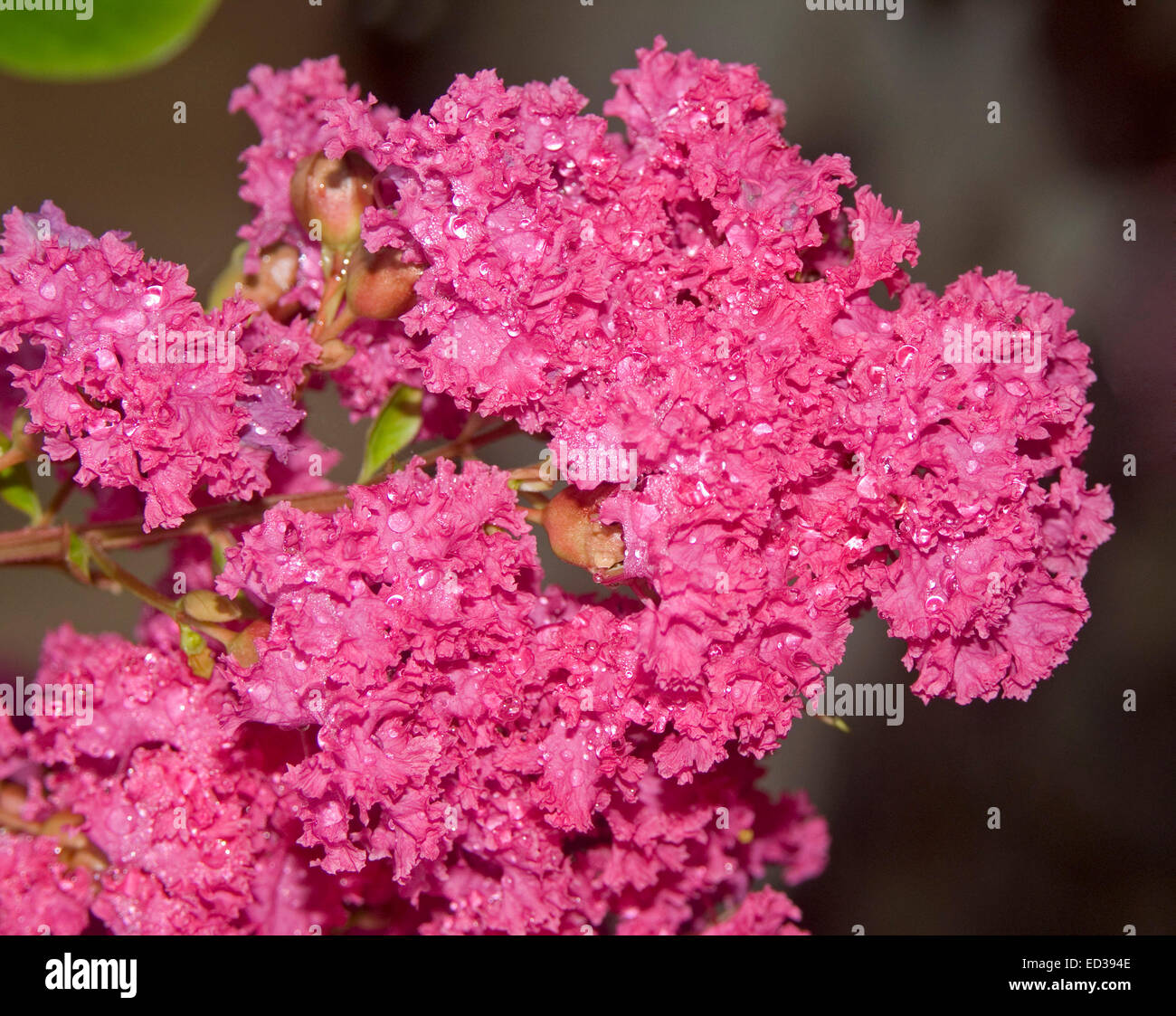 Close-up of large cluster of vivid red / pink flowers of Lagerstroemia indica, crepe myrtle, against a dark background Stock Photo