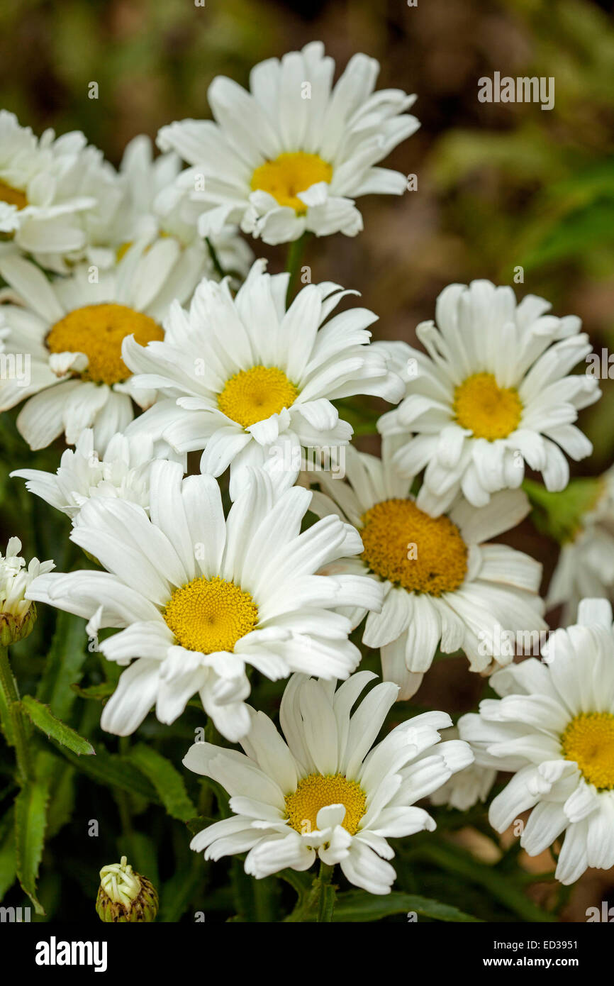 Cluster of stunning large white flowers with bright yellow centres of shasta daisy, Leucanthemum superbum 'Daisy May' Stock Photo
