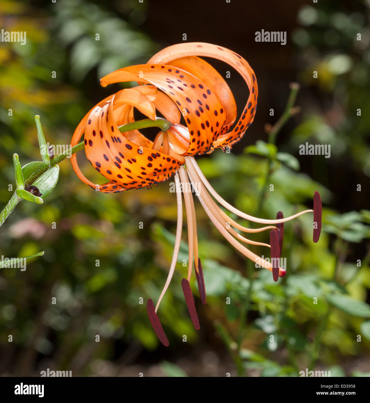 Large vivid orange flower with curved spotted petals of Lilium lancifolium syn L. tigrinum, Tiger Lily, against background of green foliage Stock Photo