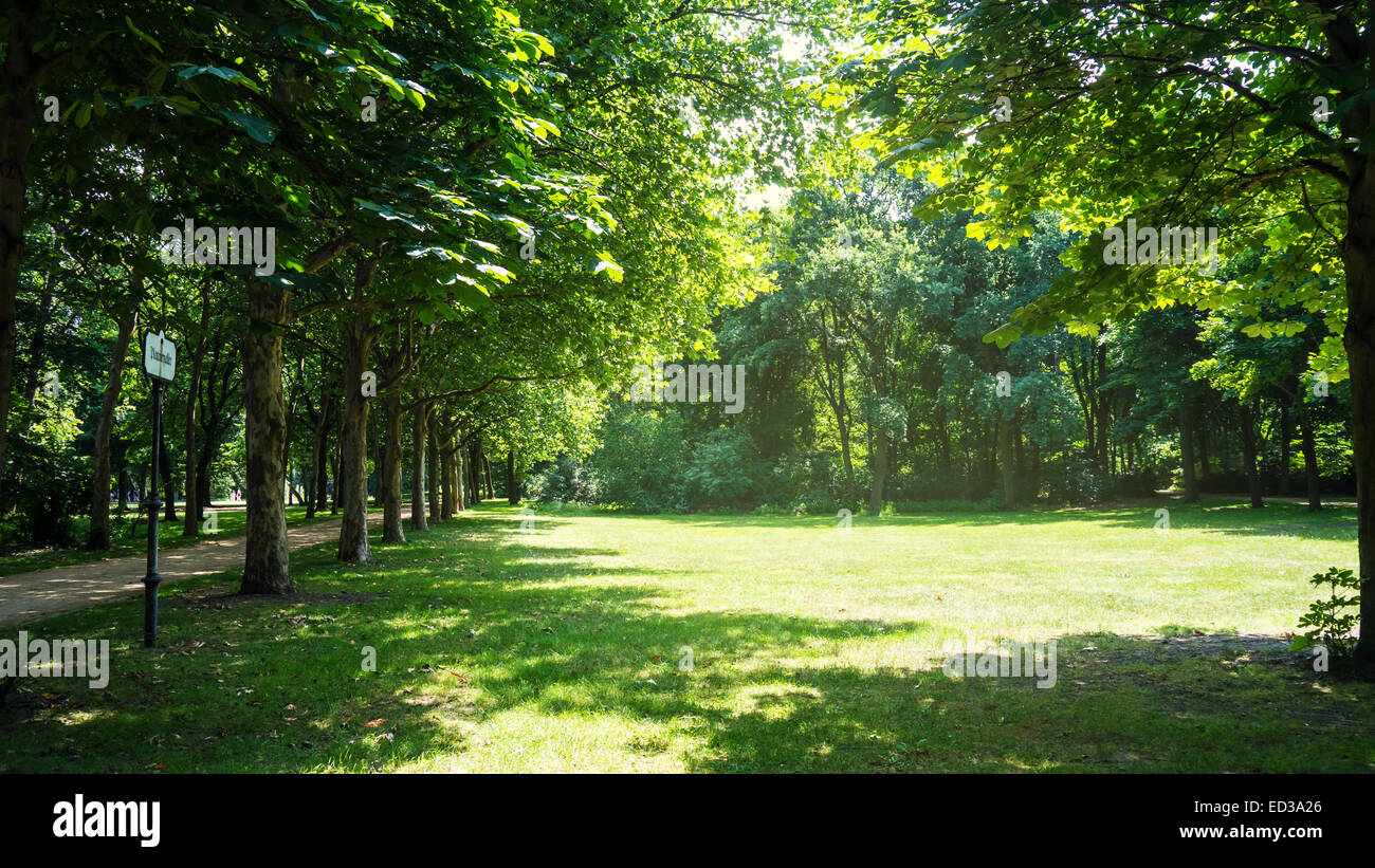 green trees in tiergarten berlin in summer Stock Photo - Alamy