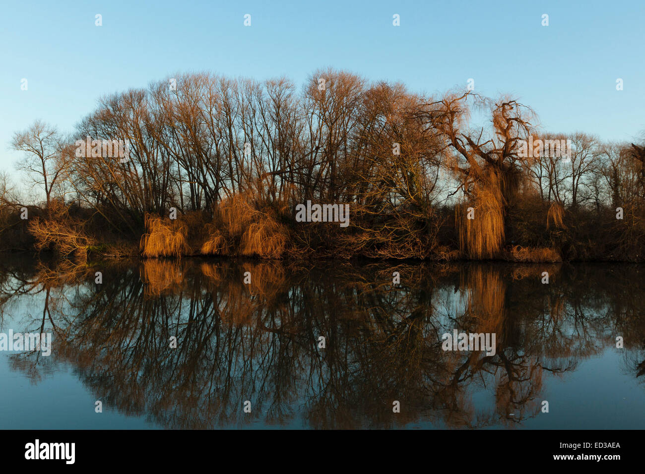 Windsor, UK. 25th December 2014. Dawn breaks over a copse of trees on
