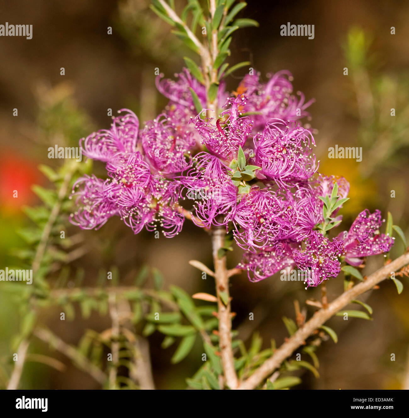 Cluster of vivid purple flowers and small green leaves of Melaleuca thymifolia, Australian native shrub / wildflowers, against dark background Stock Photo