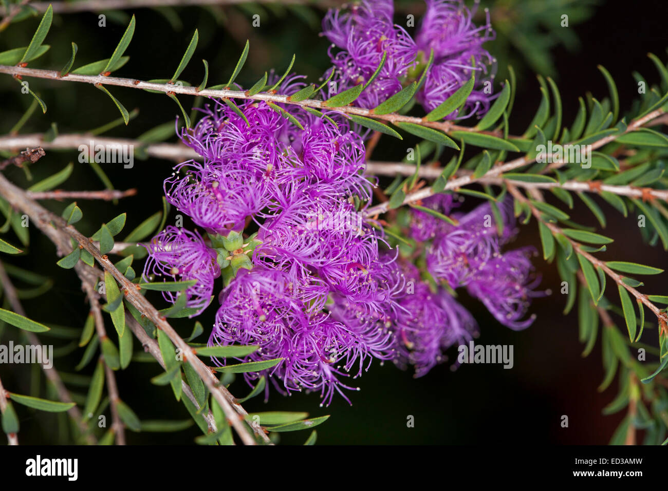 Cluster of vivid purple flowers and small green leaves of Melaleuca thymifolia, Australian native shrub / wildflowers, against dark background Stock Photo