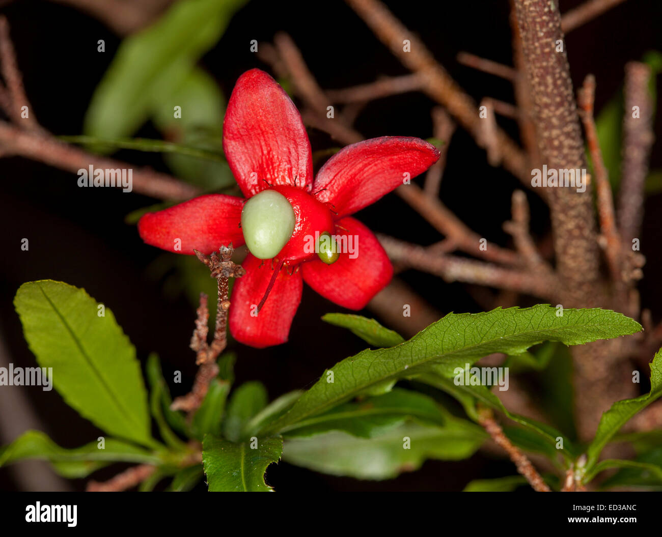 Vivid red sepals surrounding small green fruit of Ochna serrulata, Mickey Mouse bush, with green leaves against dark background, Australian weed Stock Photo