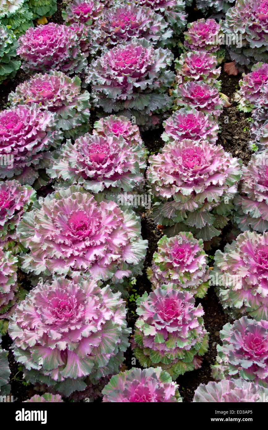 Decorative mass planting of ornamental kale / cabbage, Brassica oleracea, with frilly mauve, vivid pink, & green foliage Stock Photo