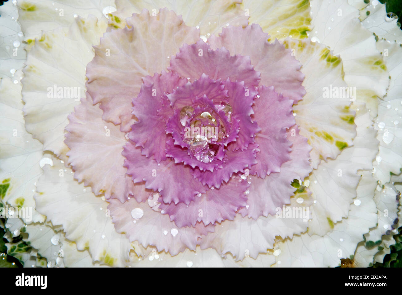 Close-up of stunning ornamental kale / cabbage, Brassica oleracea, with raindrops on frilly  white and mauve / pink foliage Stock Photo