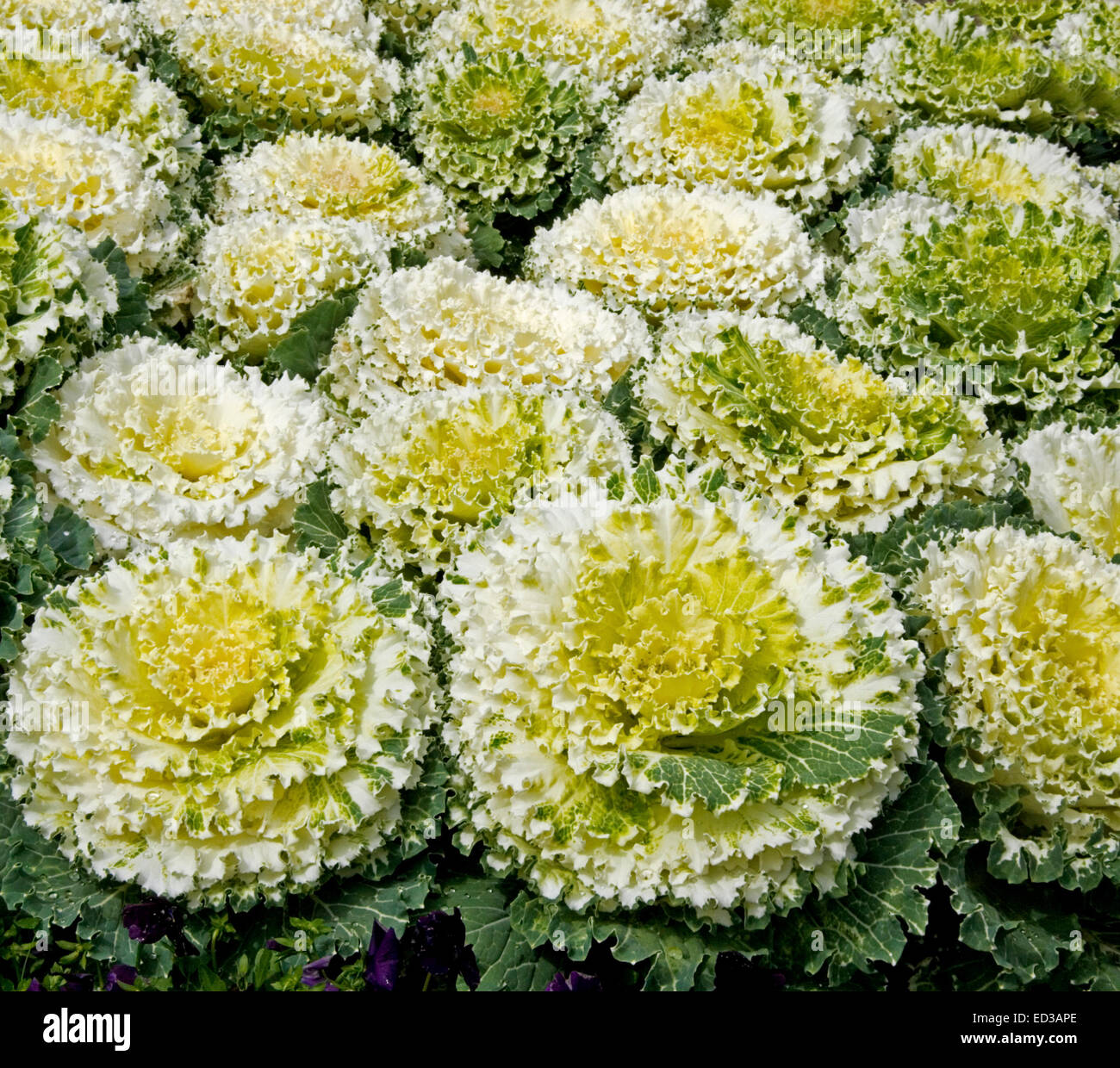 Decorative mass planting of ornamental kale / cabbage, Brassica oleracea, with wavy yellow, white, and green foliage Stock Photo