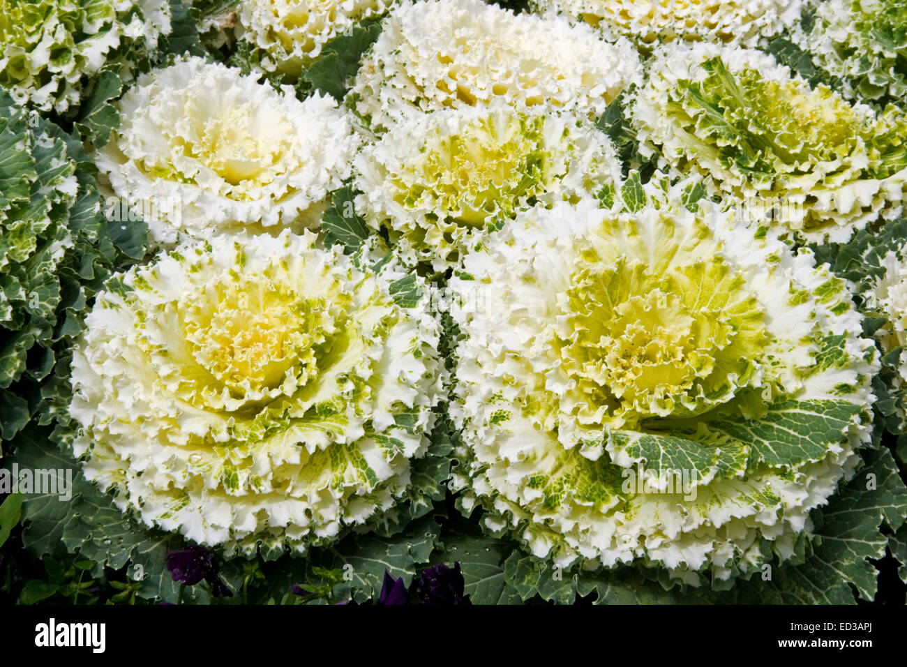 Decorative mass planting of ornamental kale / cabbage, Brassica oleracea, with wavy yellow, white, and green foliage Stock Photo
