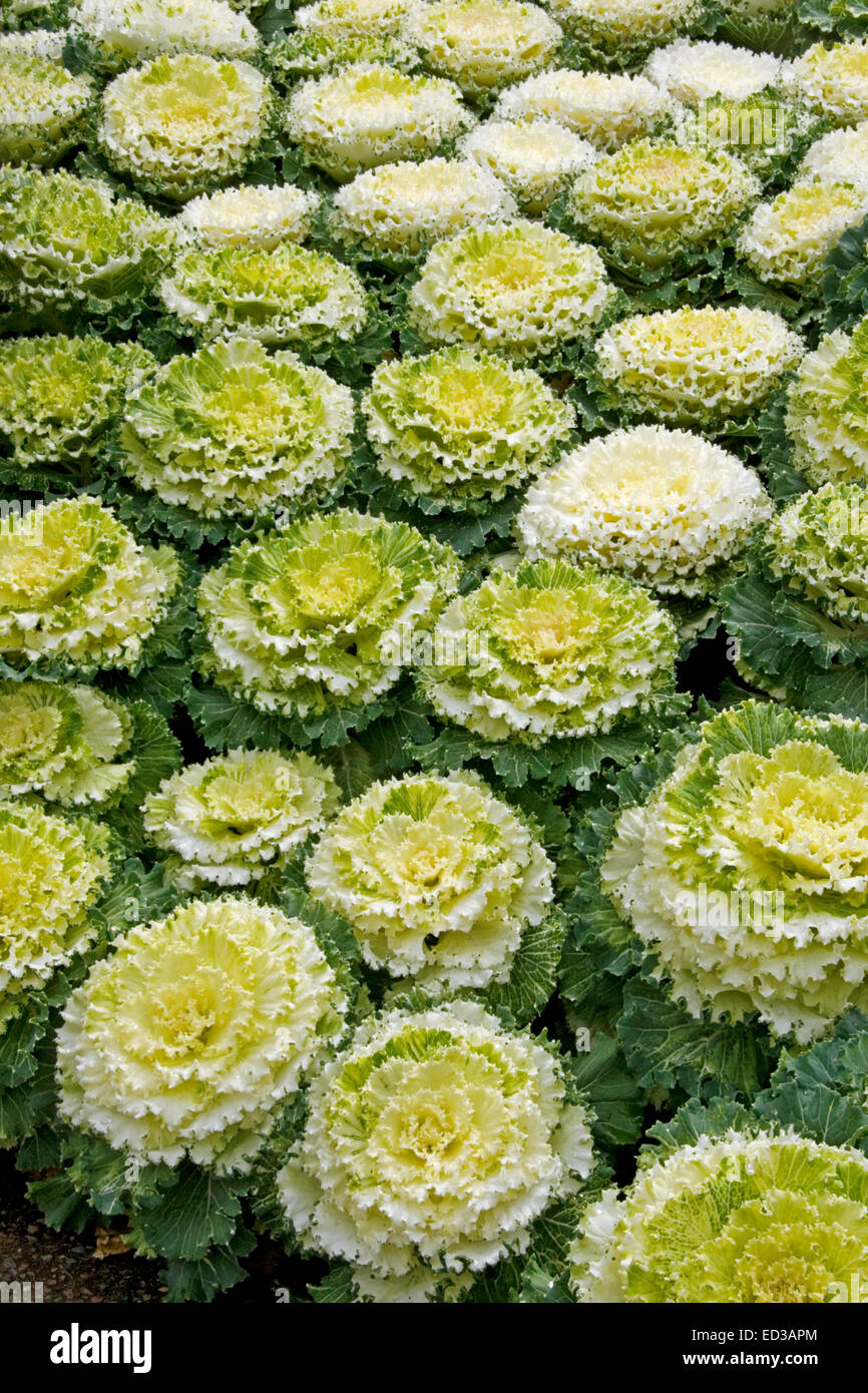 Decorative mass planting of ornamental kale / cabbage, Brassica oleracea, with wavy yellow, white, and green foliage Stock Photo