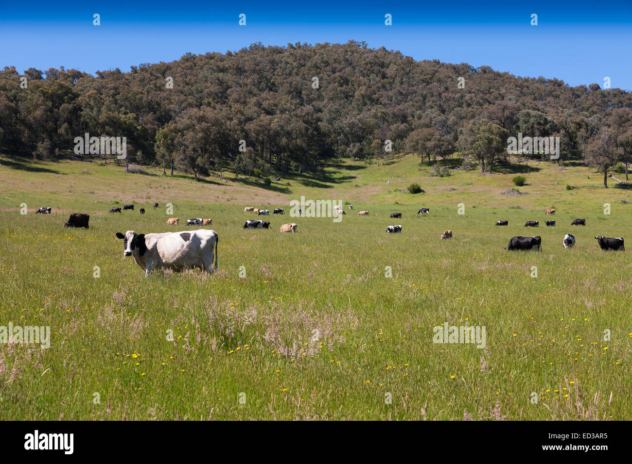 Dairy Cows grazing in long grass Towong Upper Snowy Mountains NSW Australia Stock Photo