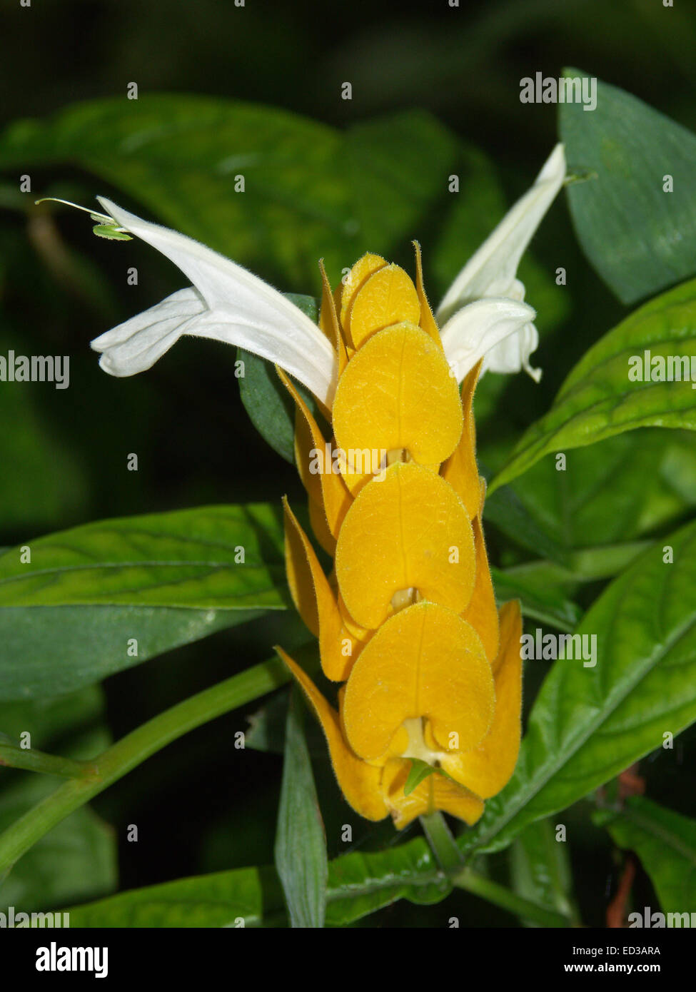 Vivid yellow bracts and white tubular flowers of Pachystachys lutea, Lollipop Plant, surrounded by deep green leaves Stock Photo