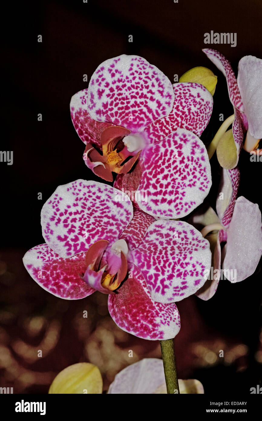 Brightly coloured flowers, white with masses of red / magenta spots, of Phalaenopsis / moth orchid against dark background Stock Photo