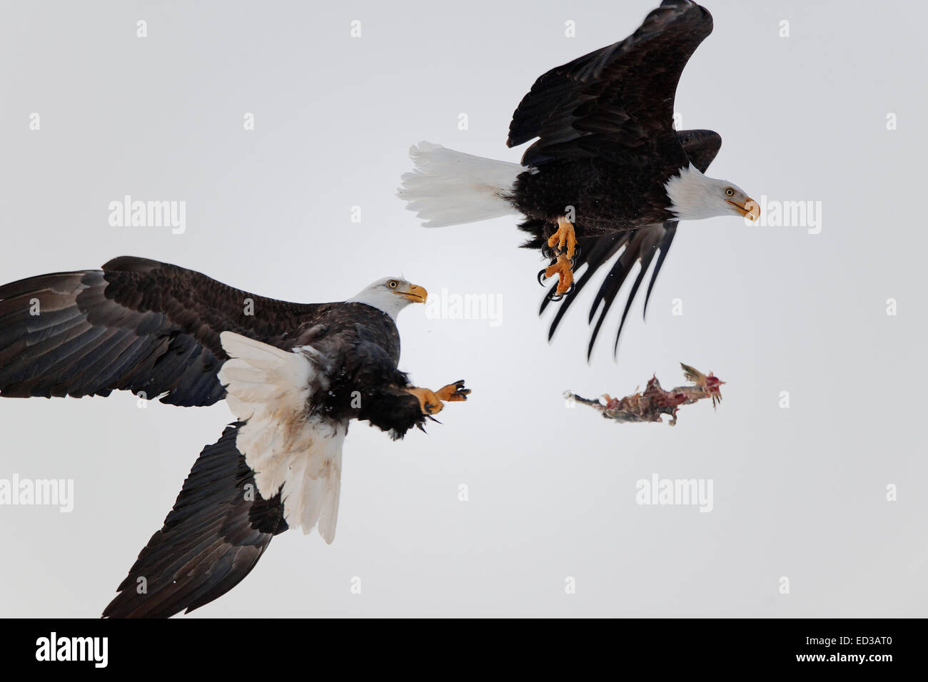 Eagles fight in air. Two Bald Eagles (Haliaeetus leucocephalus washingtoniensis ) fight in air because of a piece of fish. Stock Photo