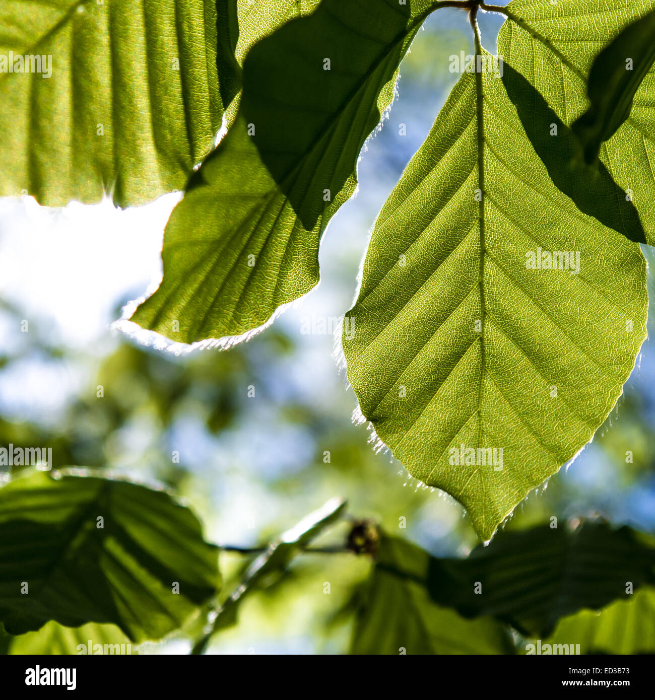 a green leaf and sunlight in spring time Stock Photo - Alamy