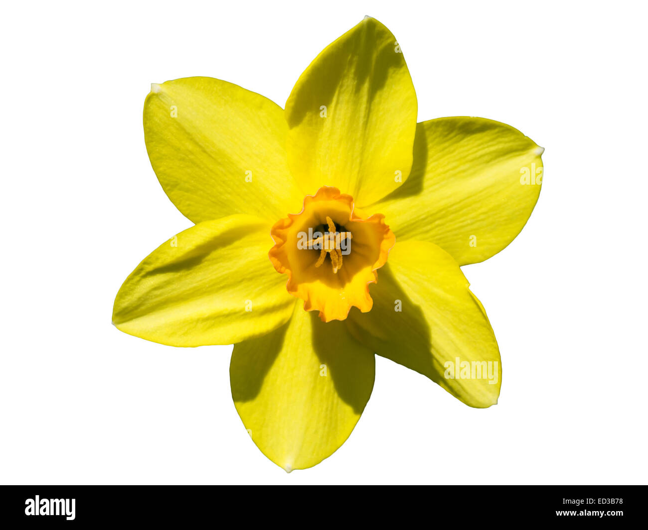 yellow daffodils isolated (on white background Stock Photo Alamy