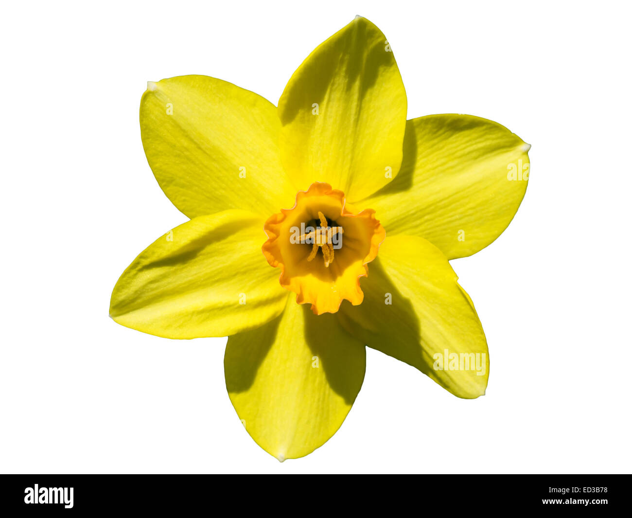 yellow daffodils isolated (on white background) Stock Photo