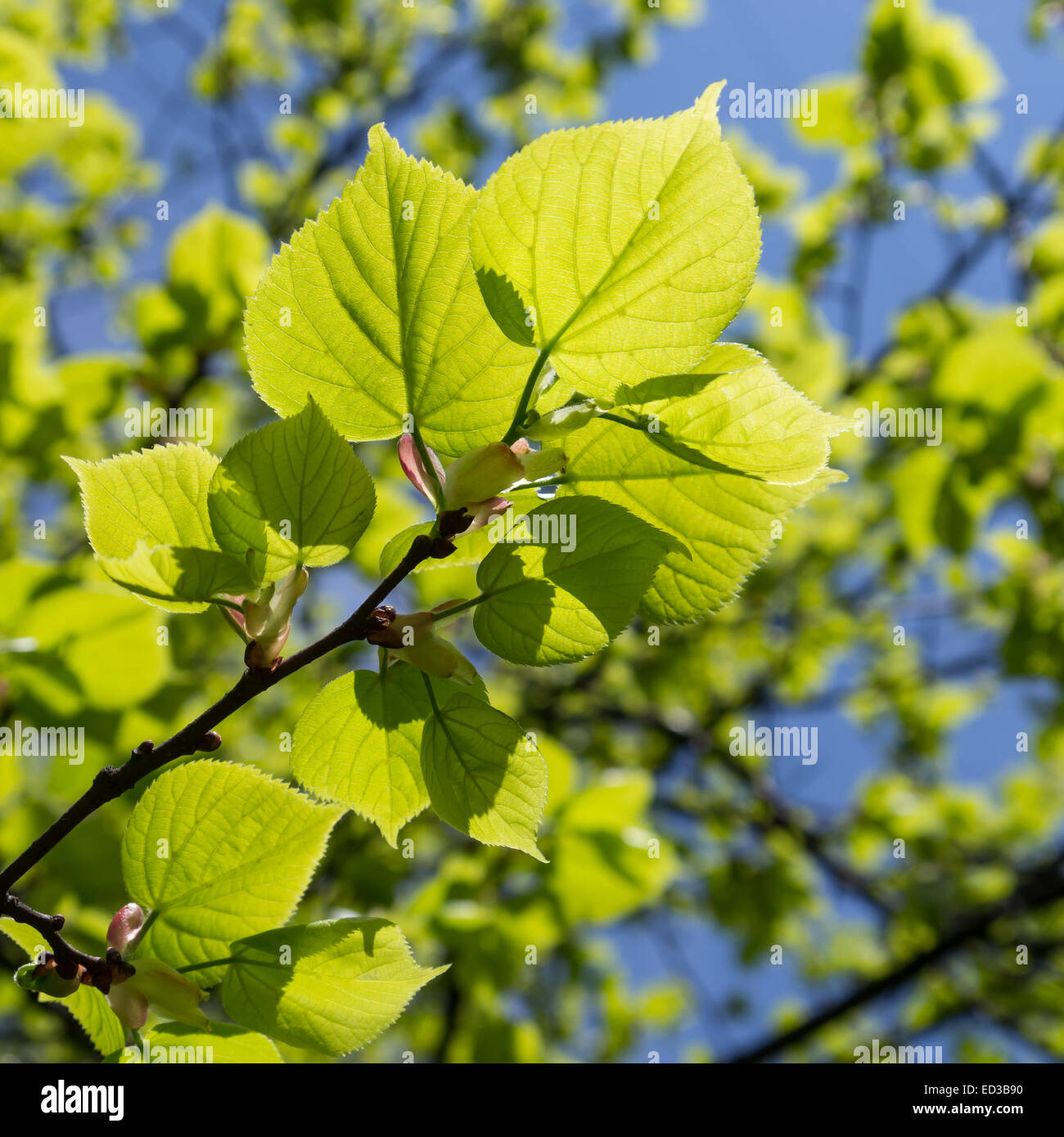 a branch of a tree with green leaves in spring Stock Photo - Alamy