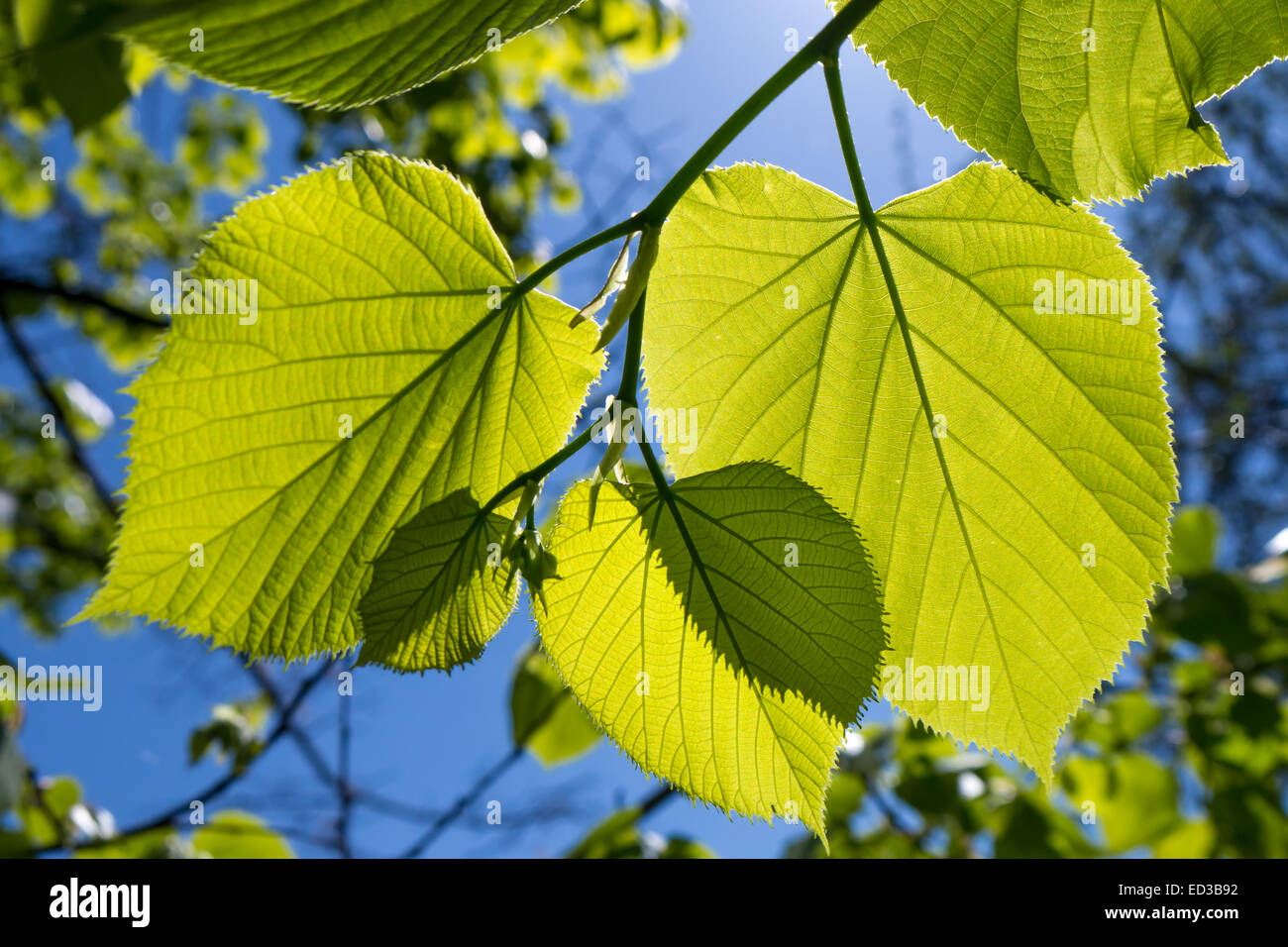 green leaves of a tree in spring Stock Photo - Alamy