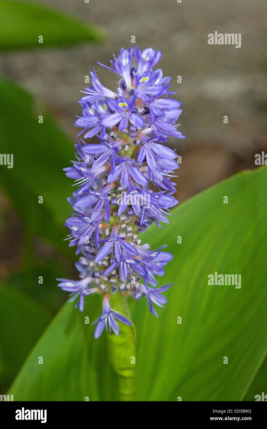 Tall spike of attractive deep blue flowers of aquatic plant, Pontederia cordata, pickerel weed, with background of green leaves Stock Photo