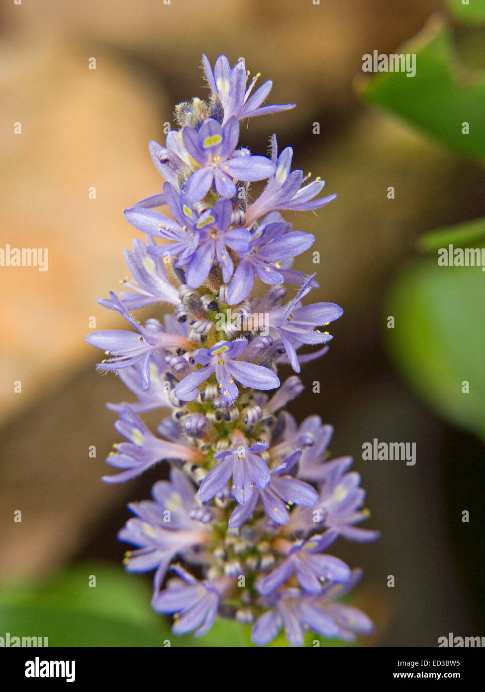 Close-up of tall spike of attractive blue flowers of aquatic plant, Pontederia cordata, pickerel weed, against green background Stock Photo