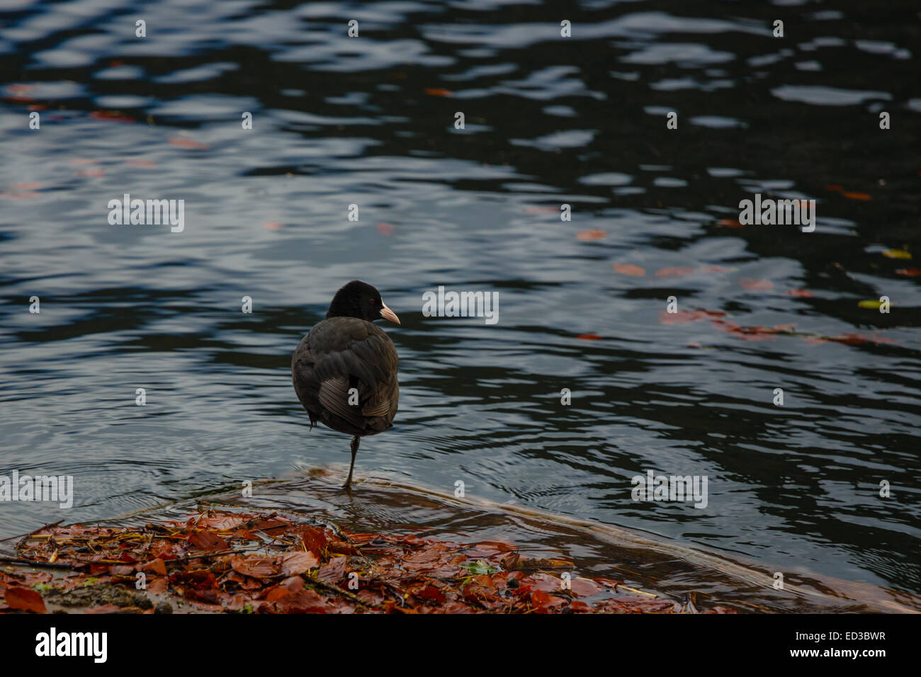 Standing on one foot hires stock photography and images Alamy