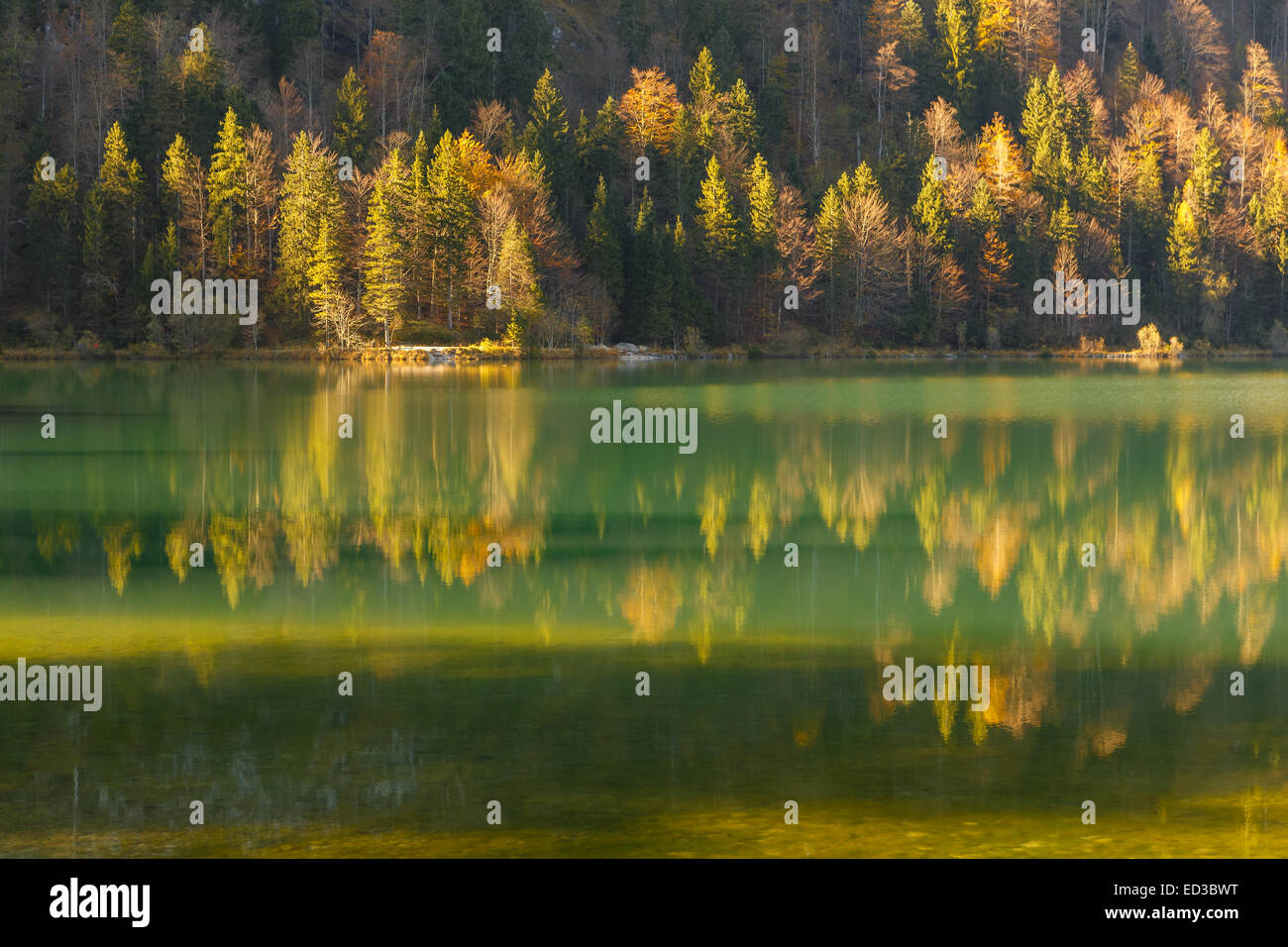 Gold reflection of the autumn wood in lake waters in the Austrian Alps Stock Photo