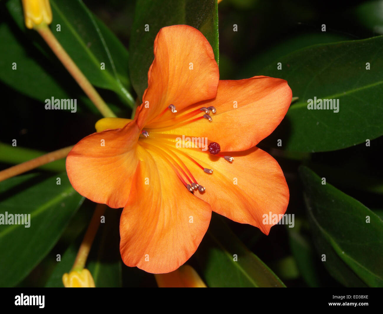 Brilliant orange flower of tropical Vireya rhododendron cultivar 'Orange Way' against background of dark green shiny leaves Stock Photo