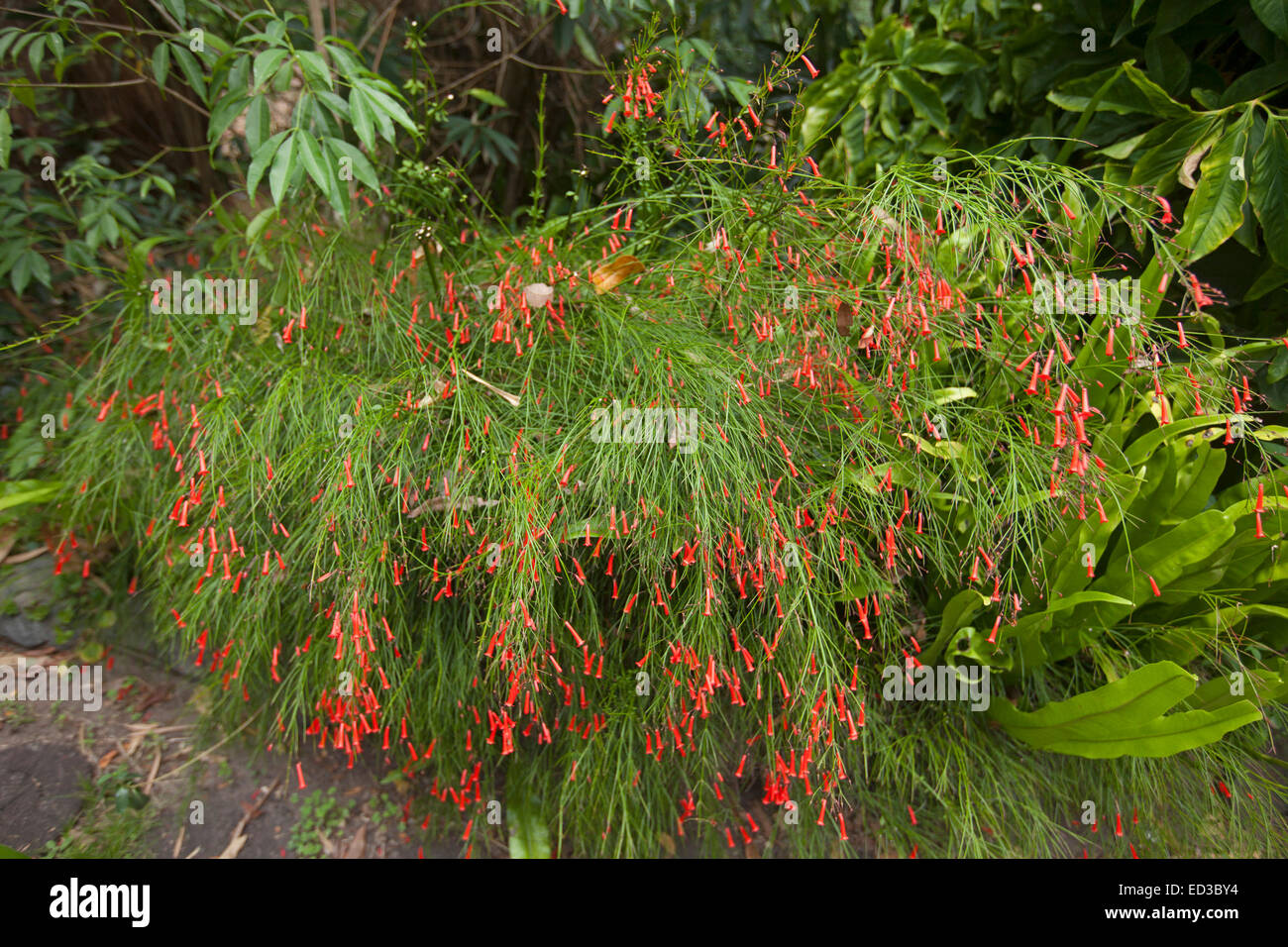Russelia equisetiformis, a shrub with weeping habit and mass of small tubular red flowers among dense emerald green foliage Stock Photo