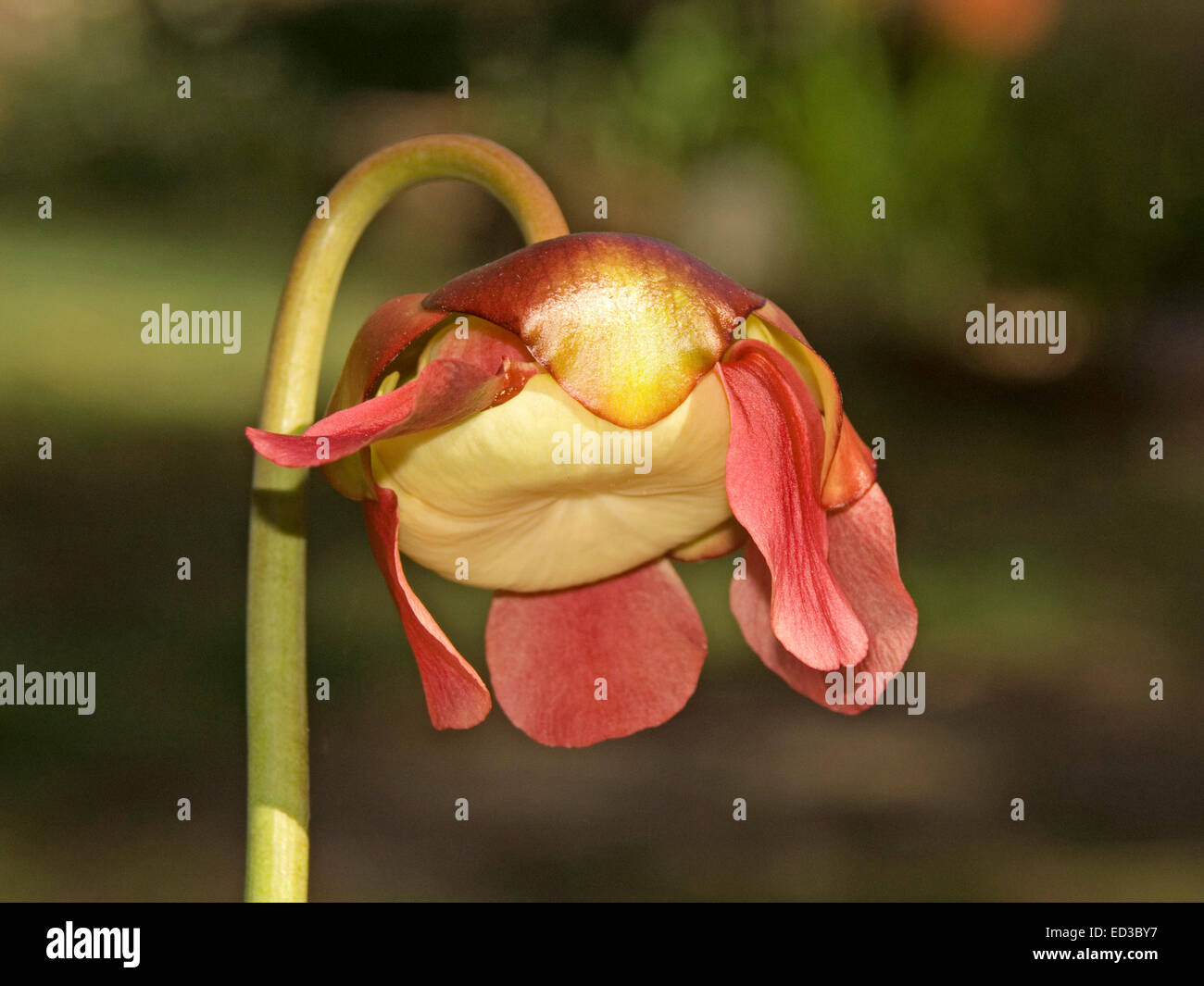 Australian insect eating plant hires stock photography and images Alamy