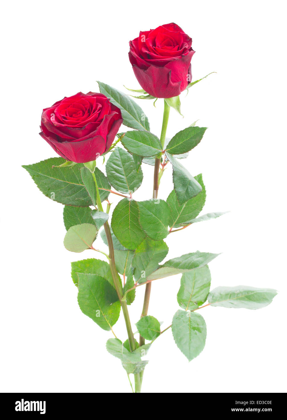 two scarlet red roses Stock Photo - Alamy