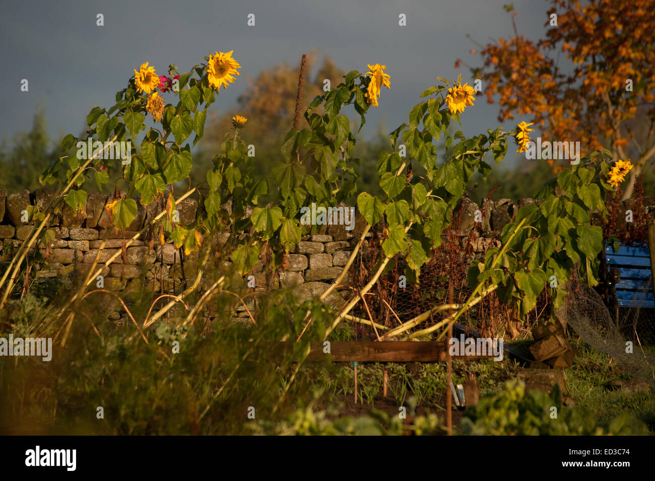 Sunflowers leaning over in an allotment Stock Photo Alamy