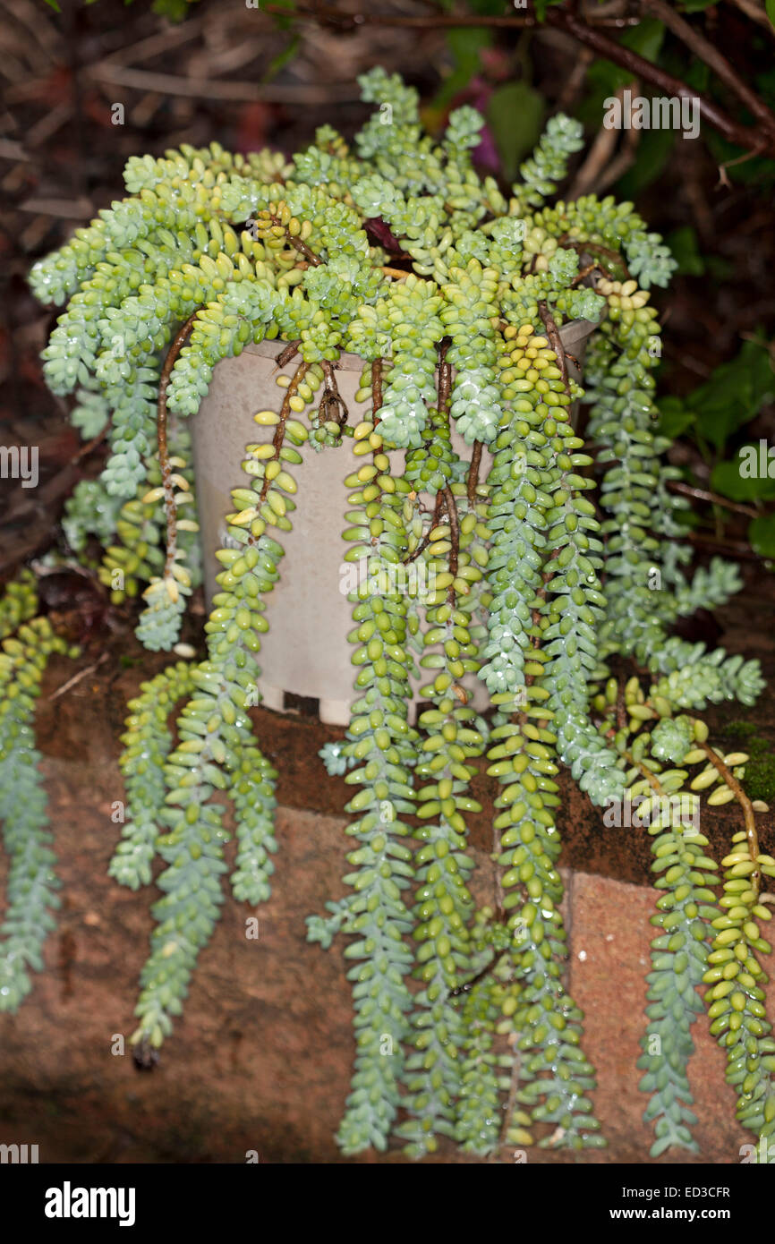 Succulent plant, Sedum morganianum, Burro's Tail, growing in pot on wall with long stems of blue/green 'leaves' hanging down Stock Photo