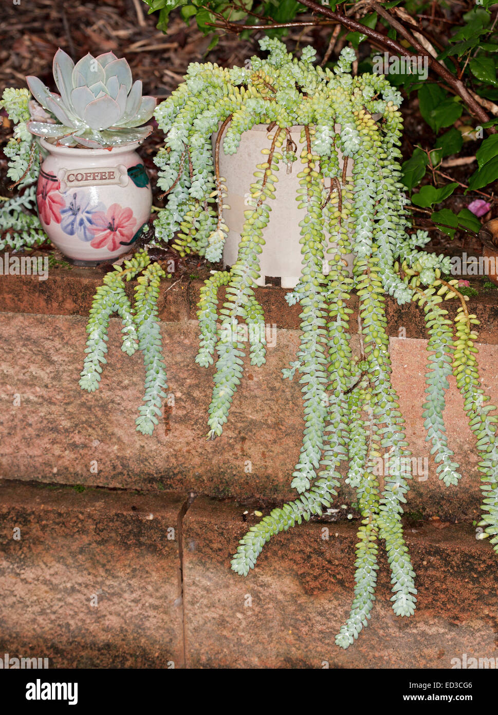 Succulent plant, Sedum morganianum, Burro's Tail, growing in container on wall with long stems of blue/green 'leaves' hanging down Stock Photo