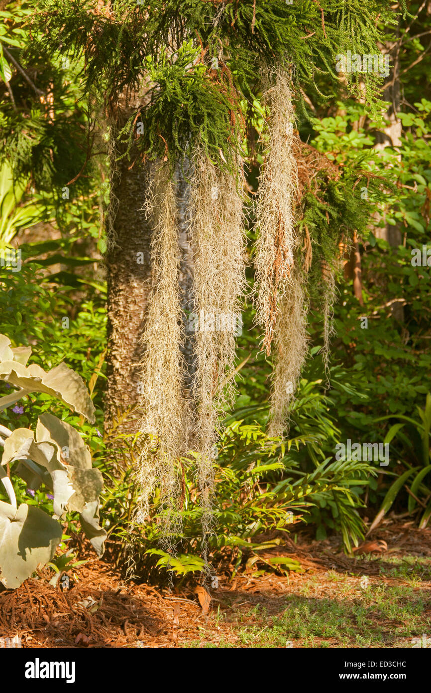 Long strands of Spanish Moss / Old Man's Beard, Tillandsia usneoides, hanging from branches of pine tree in sub-tropical garden Stock Photo