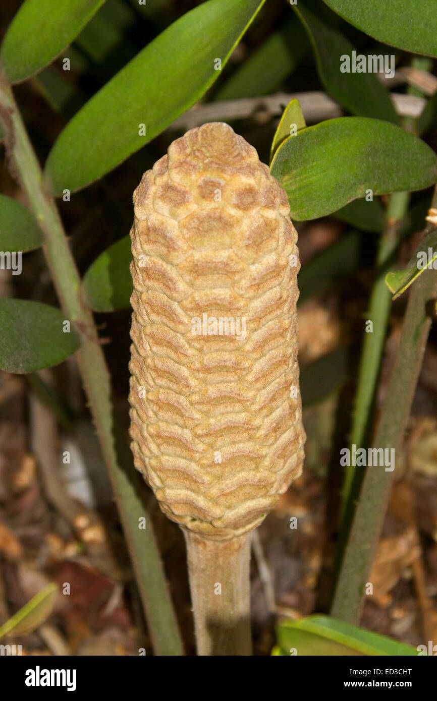 Male cone of tropical cycad, Zamia furfuracea, cardboard plant with
