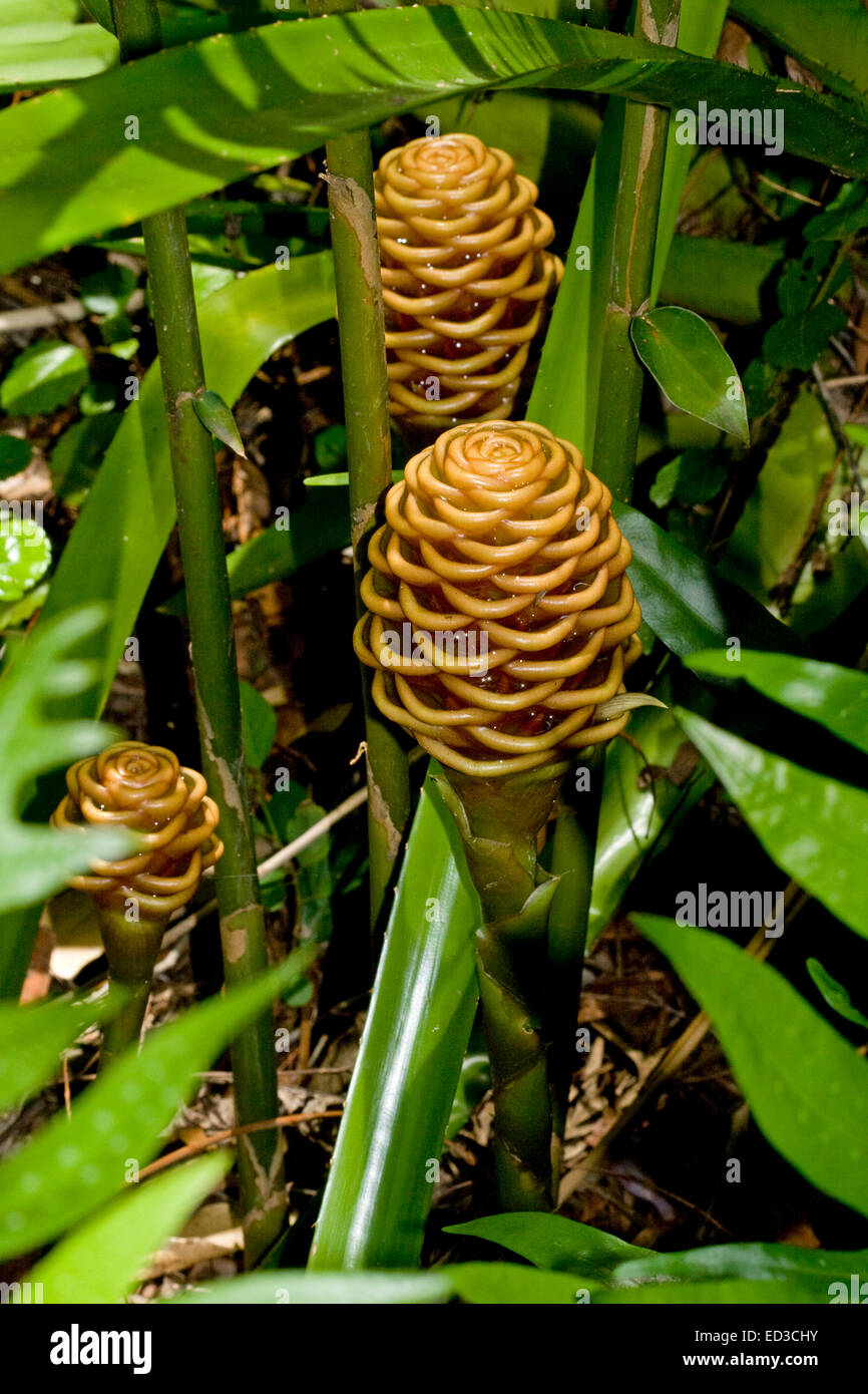 Strange brown flowers / bracts and vivid green leaves of beehive ginger, Zingiber spectabile in sub-tropical garden, Australia Stock Photo