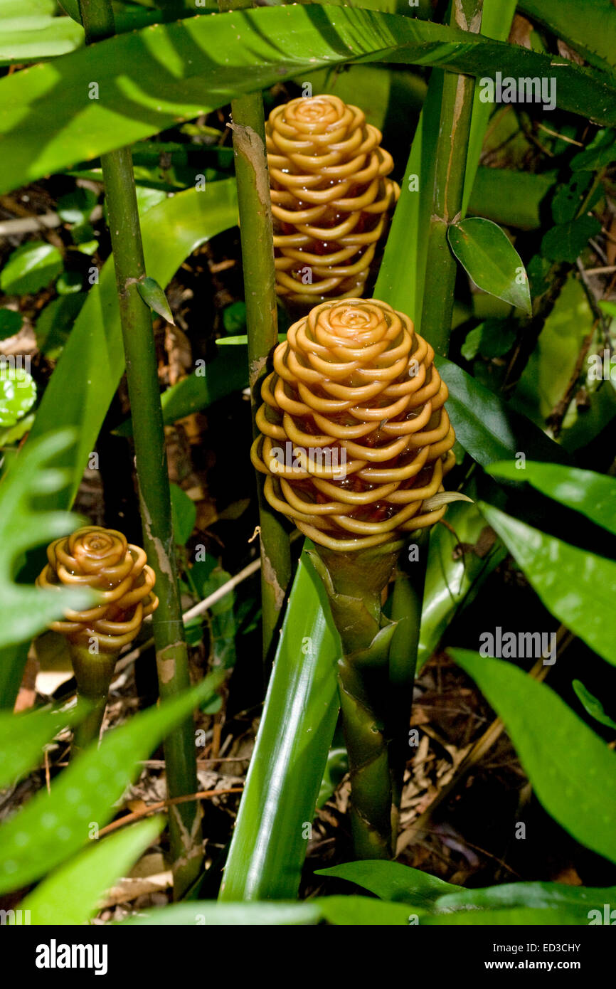 Ornamental beehive ginger plant hi-res stock photography and images - Alamy