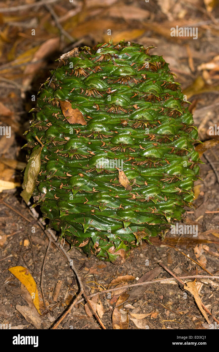 Australian bunya nut tree High Resolution Stock Photography and Images ...