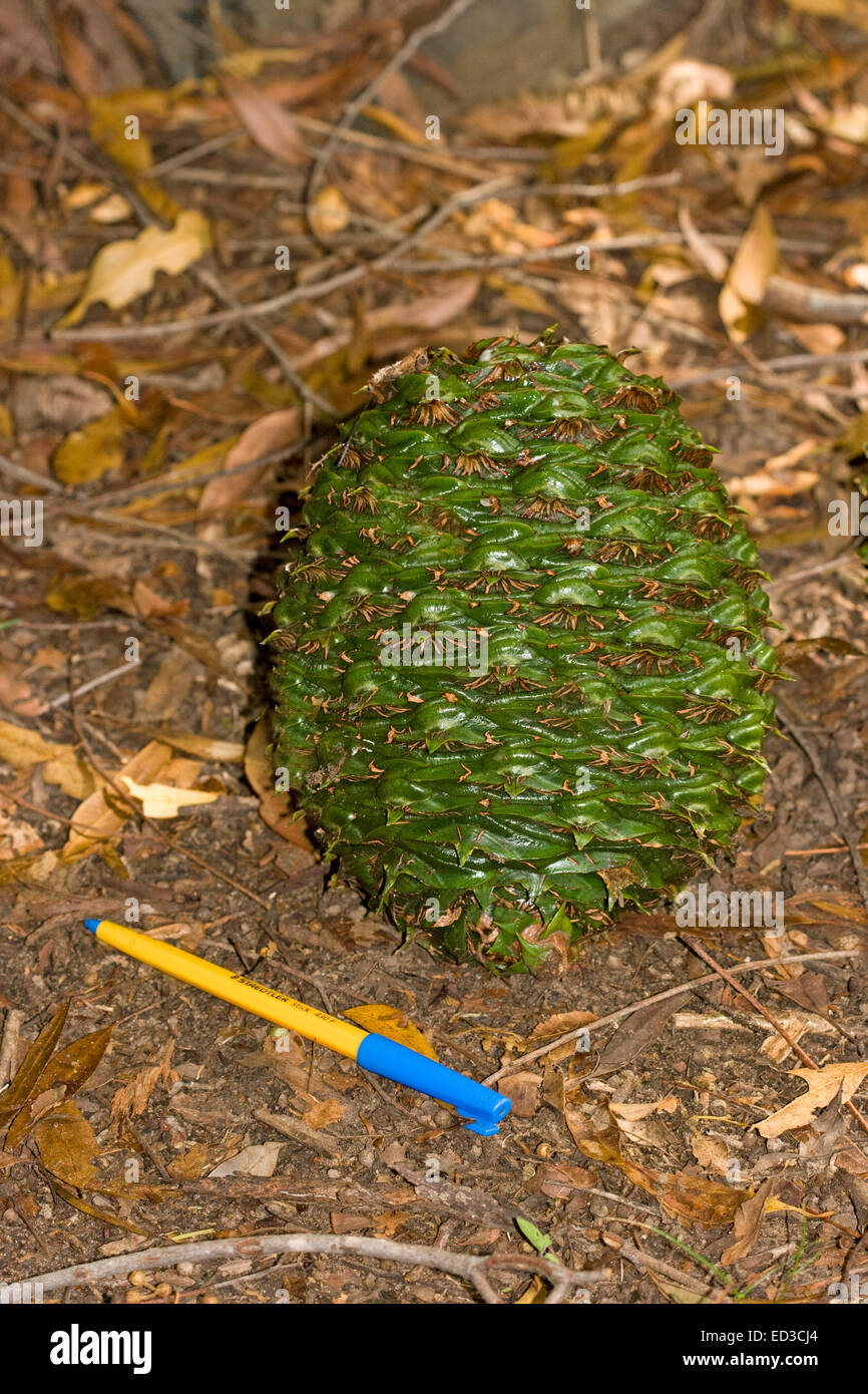 Massive green Bunya nut / pine cone of Bunya pine tree, Araucaria bidwillii, Australian native conifer, with pen  to compare size Stock Photo