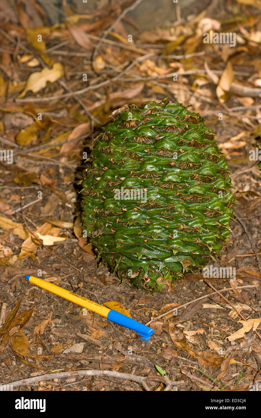 Bunya Pine High Resolution Stock Photography and Images Alamy