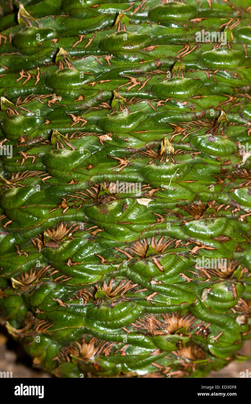 Close-up of massive emerald green Bunya nut / pine cone of Bunya pine tree, Araucaria bidwillii, evergreen Australian native conifer Stock Photo