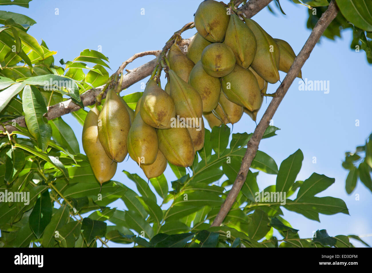 Cluster of huge seed pods of Castanospermum australe, Australian Black Bean  tree, with emerald foliage & against blue sky Stock Photo - Alamy