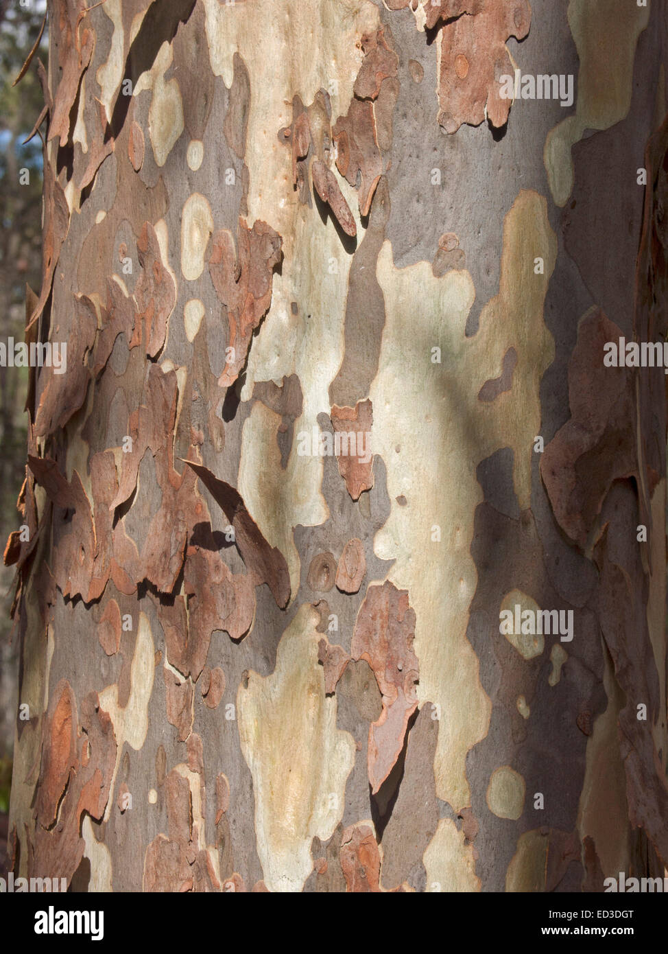 Closeup of trunk of Australian lemon scented gum tree, Corymbia