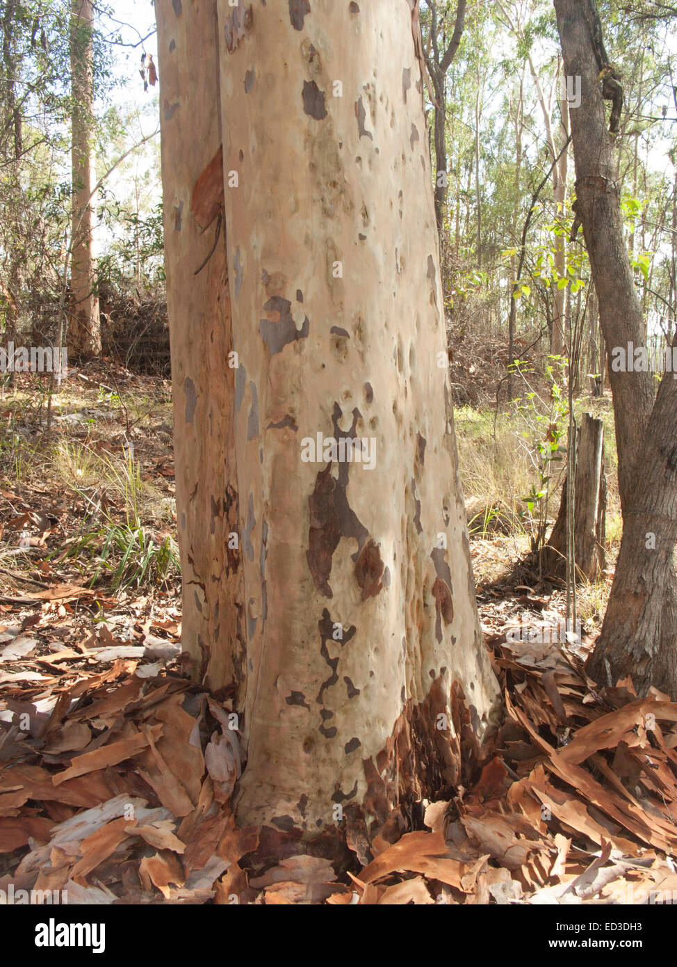 Light coloured trunk of Australian lemon scented gum tree, Corymbia