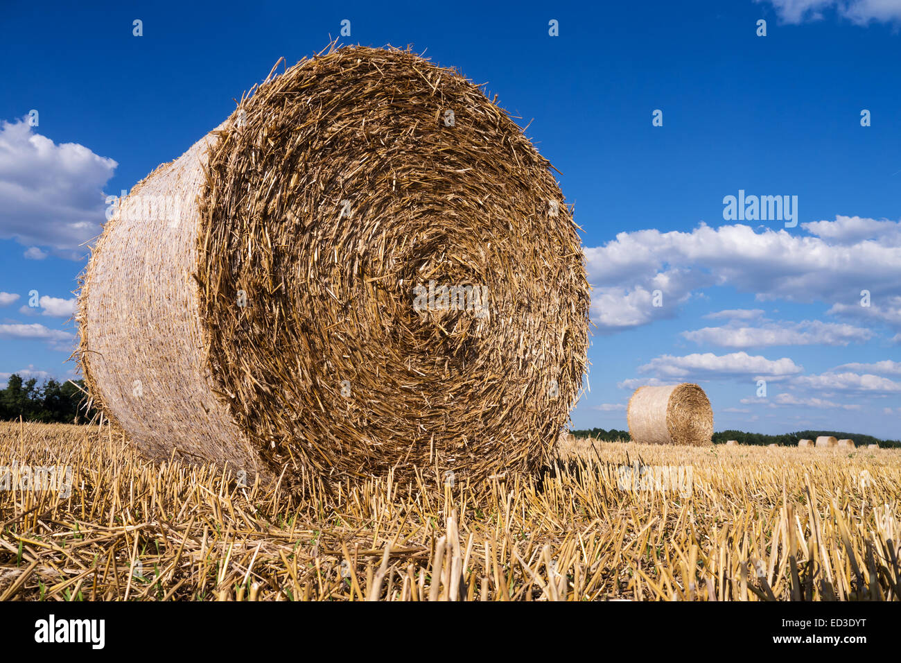 straw bales in summer with blue sky and sunlight Stock Photo - Alamy